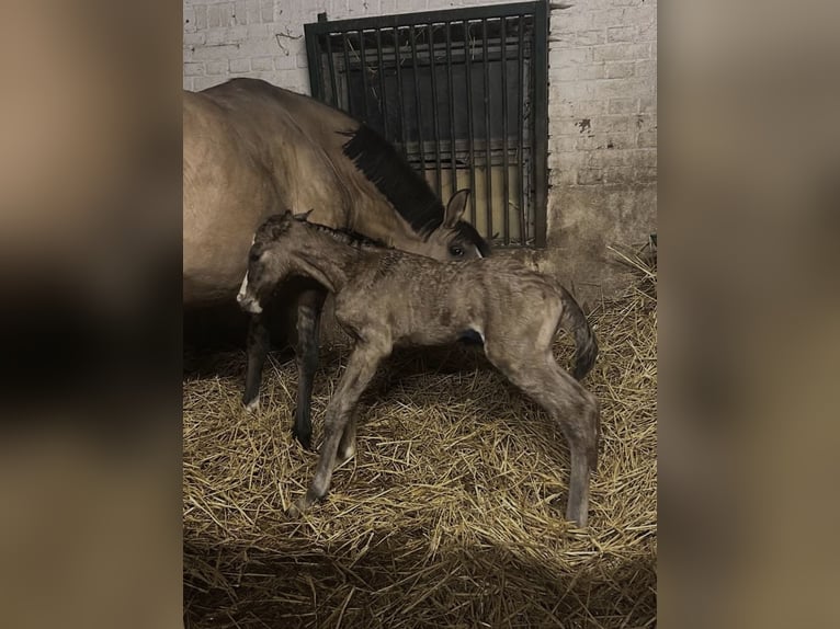 German Riding Pony Stallion Foal (04/2026) 14.2 hh Dun in Rommerskirchen