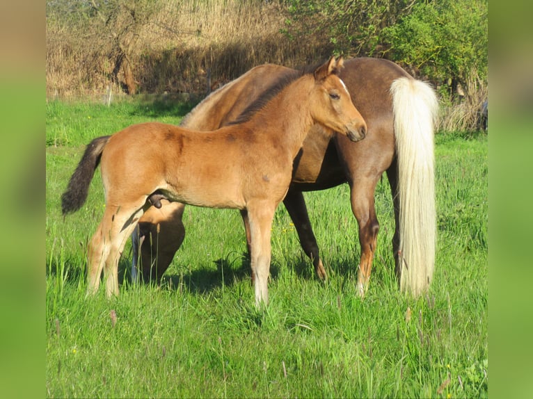 German Riding Pony Stallion Foal (02/2024) 14,2 hh Dun in Velpke