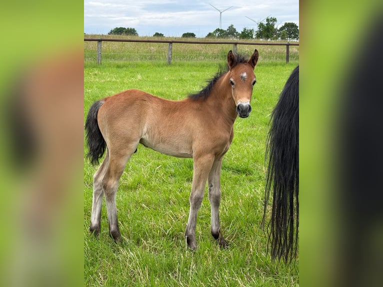 German Riding Pony Stallion Foal (05/2026) 14.2 hh Grey in AnröchteAltenmellrich