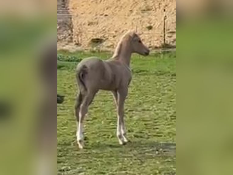 German Riding Pony Stallion Foal (03/2024) 14,2 hh Palomino in Suhlendorf