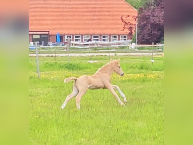 German Riding Pony Stallion Foal (05/2023) 14,2 hh Palomino in Südbrookmerland Victorbur