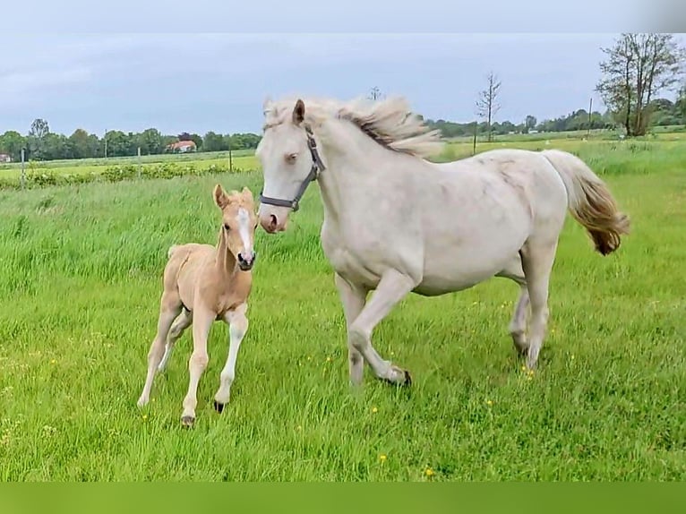German Riding Pony Stallion Foal (05/2023) 14,2 hh Palomino in Südbrookmerland Victorbur