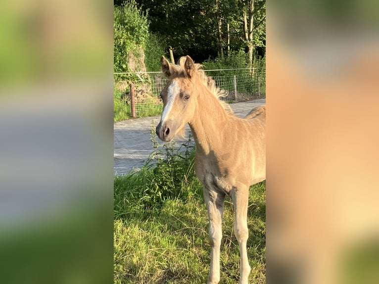 German Riding Pony Stallion Foal (05/2024) 14,2 hh Palomino in Großheide