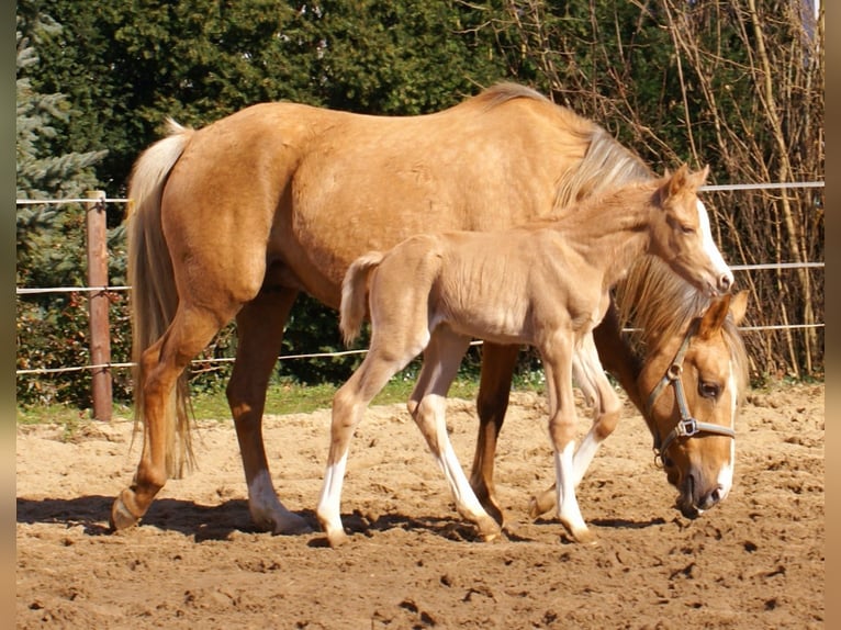 German Riding Pony Stallion  14,2 hh Palomino in Velpke