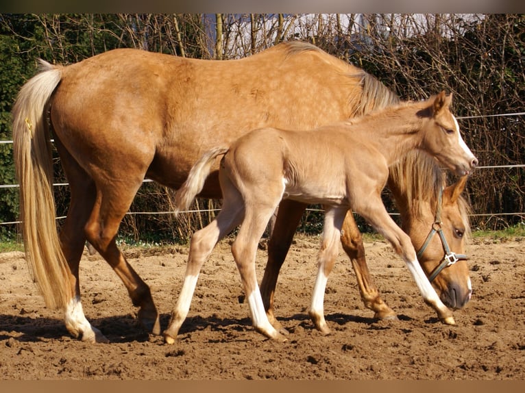 German Riding Pony Stallion  14,2 hh Palomino in Velpke