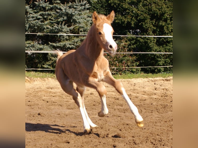 German Riding Pony Stallion  14,2 hh Palomino in Velpke