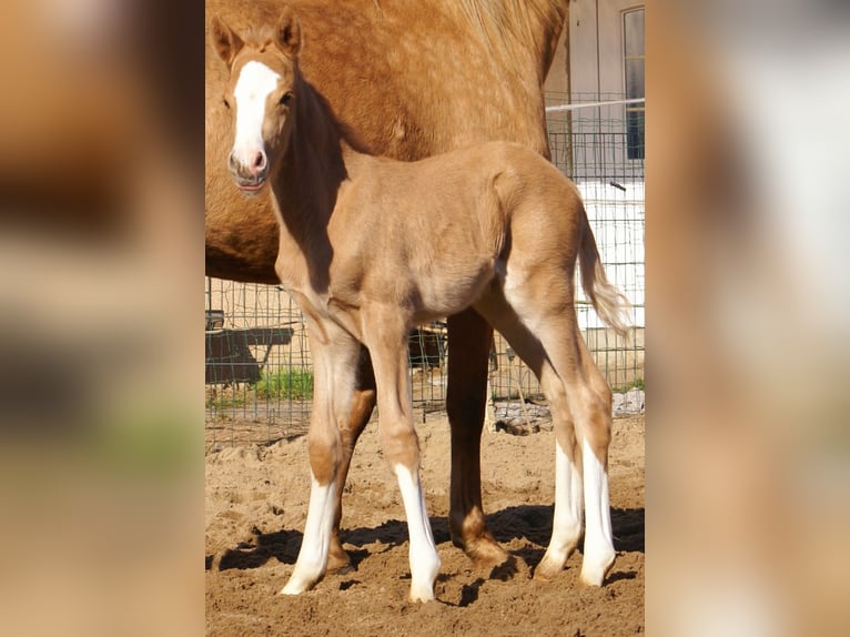 German Riding Pony Stallion  14,2 hh Palomino in Velpke