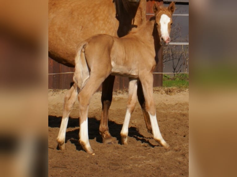 German Riding Pony Stallion  14,2 hh Palomino in Velpke