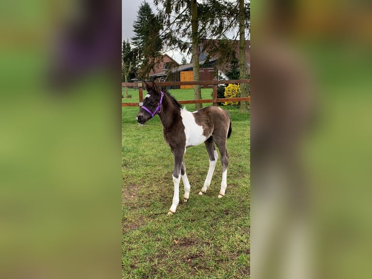 German Riding Pony Stallion Foal (03/2024) 14,2 hh Pinto in Wittendörp