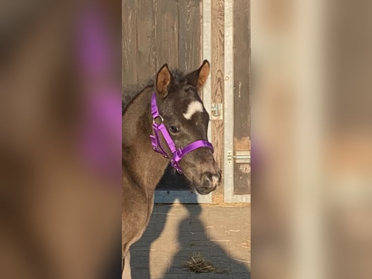 German Riding Pony Stallion Foal (03/2024) 14,2 hh Pinto in Wittendörp