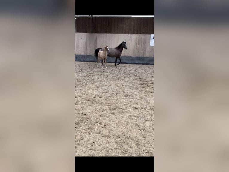 German Riding Pony Stallion Foal (01/2024) 14,2 hh Red Dun in Wegeleben