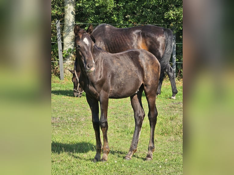 German Riding Pony Stallion Foal (05/2024) 14,2 hh Smoky-Black in Walchum