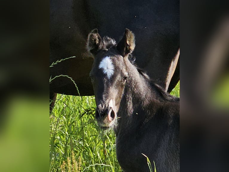 German Riding Pony Stallion Foal (05/2024) 14,2 hh Smoky-Black in Walchum