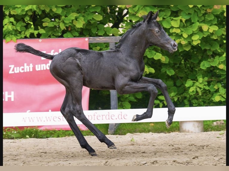 German Riding Pony Stallion Foal (05/2026) 14.3 hh Black in Moringen