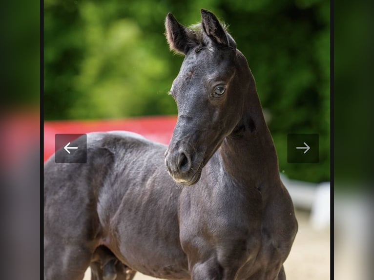 German Riding Pony Stallion Foal (05/2026) 14.3 hh Black in Moringen
