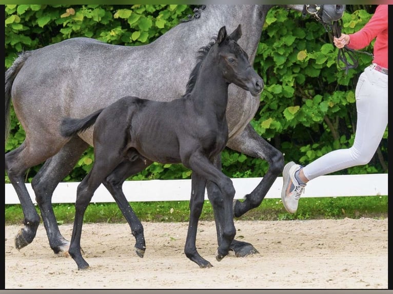 German Riding Pony Stallion Foal (05/2026) 14.3 hh Black in Moringen