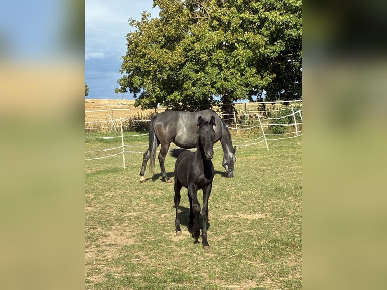 German Riding Pony Stallion Foal (05/2026) 14.3 hh Black in Moringen