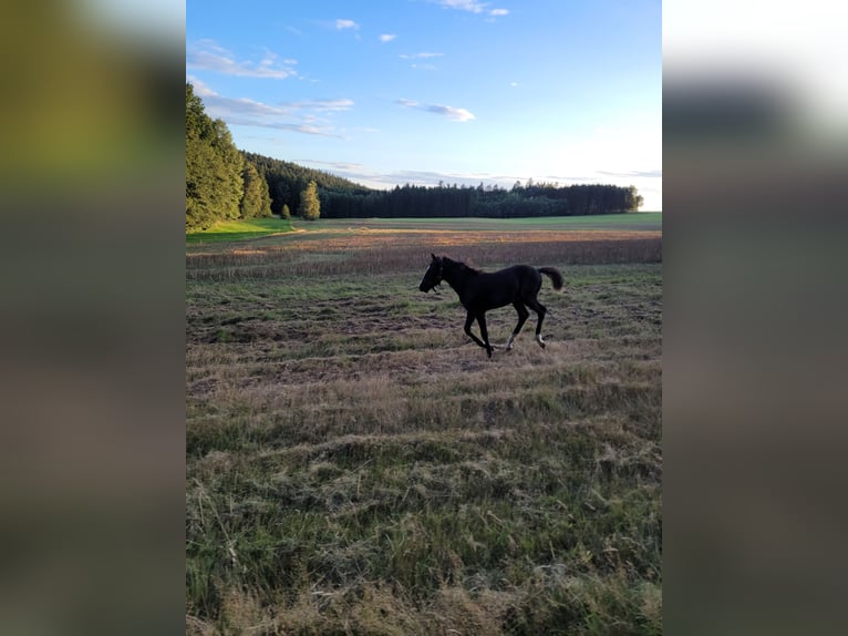 German Riding Pony Stallion Foal (03/2025) 14,1 hh Bay-Dark in Schneidenbach