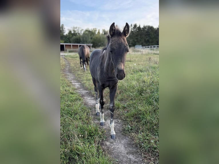 German Riding Pony Mix Stallion Foal (07/2025) 14,1 hh Black in Helsinge German Riding Pony Mix Stallion Foal (07/2025) 14,1 hh Black in Helsinge