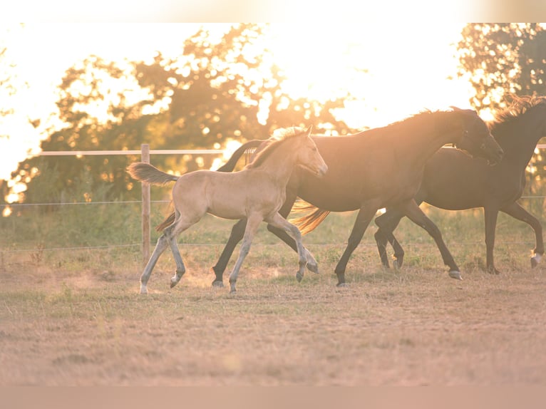 German Riding Pony Stallion Foal (05/2025) 14,1 hh Buckskin in Haltern am See