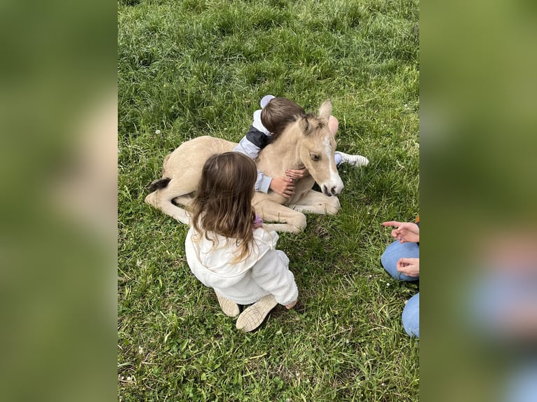 German Riding Pony Stallion Foal (04/2025) 14,1 hh Buckskin in Trebur