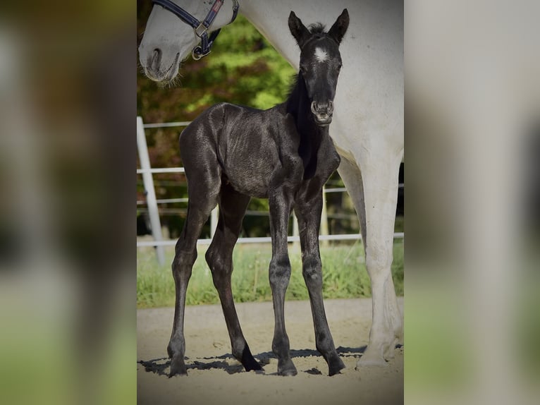 German Riding Pony Stallion  14,1 hh Can be white in Wagenfeld