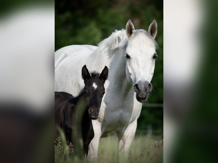 German Riding Pony Stallion  14,1 hh Can be white in Wagenfeld