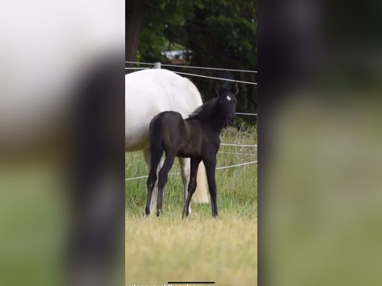 German Riding Pony Stallion  14,1 hh Can be white in Wagenfeld