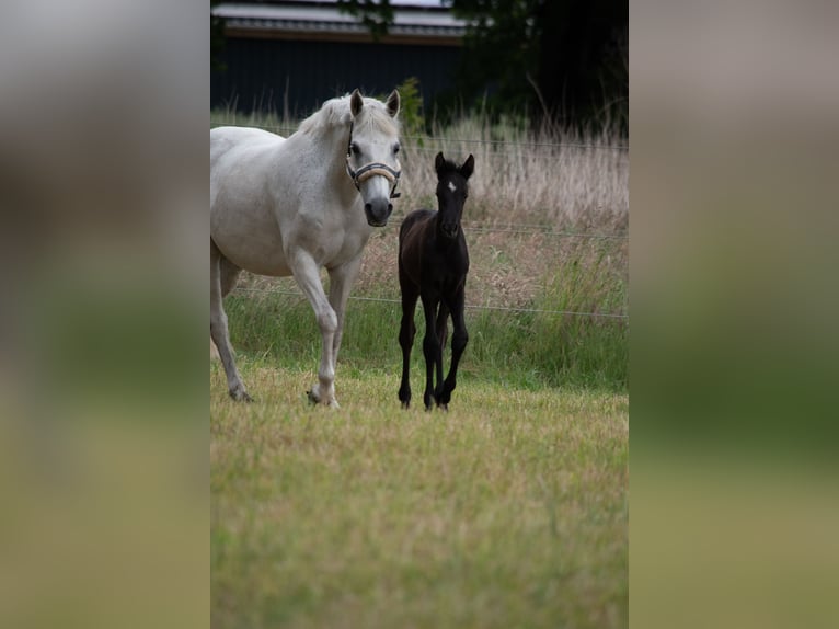 German Riding Pony Stallion  14,1 hh Can be white in Wagenfeld