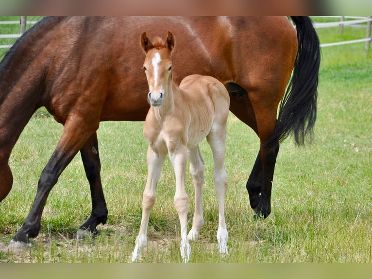 German Riding Pony Stallion  14,1 hh Chestnut in Beverungen