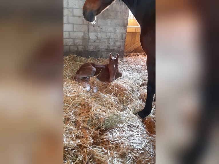 German Riding Pony Stallion Foal (04/2025) 14,1 hh Chestnut in L&#xFC;bbecke