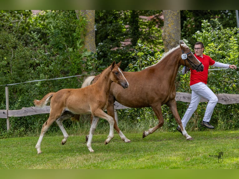 German Riding Pony Stallion Foal (04/2025) 14,1 hh Chestnut-Red in Esens