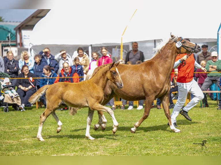 German Riding Pony Stallion Foal (04/2025) 14,1 hh Chestnut-Red in Esens