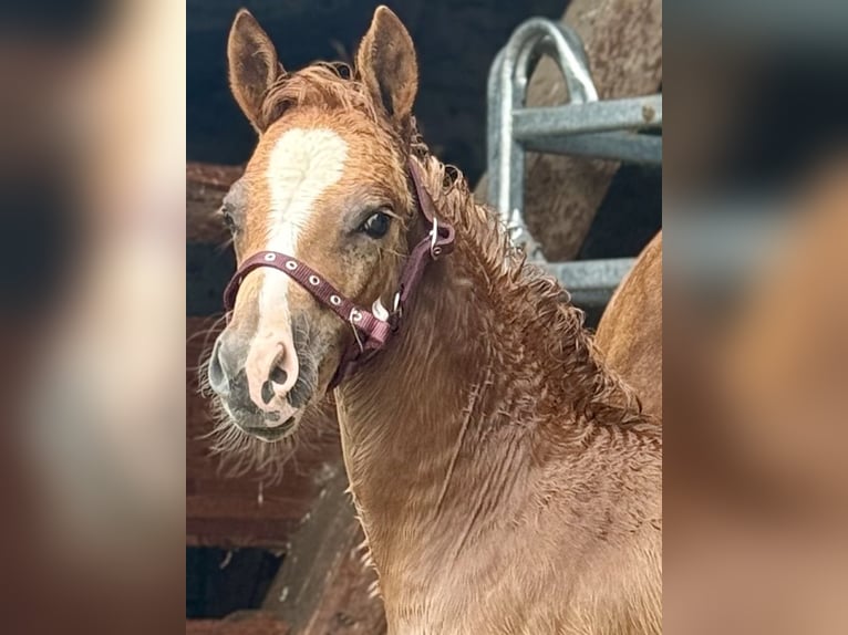 German Riding Pony Stallion Foal (04/2025) 14,1 hh Chestnut-Red in Emmerthal