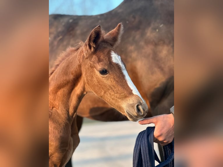 German Riding Pony Stallion Foal (03/2026) 14,1 hh Chestnut-Red in Dorsten