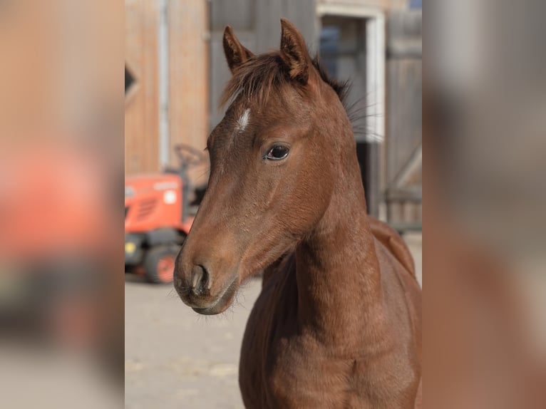 German Riding Pony Stallion Foal (04/2025) 14,1 hh Chestnut-Red in Jesteburg