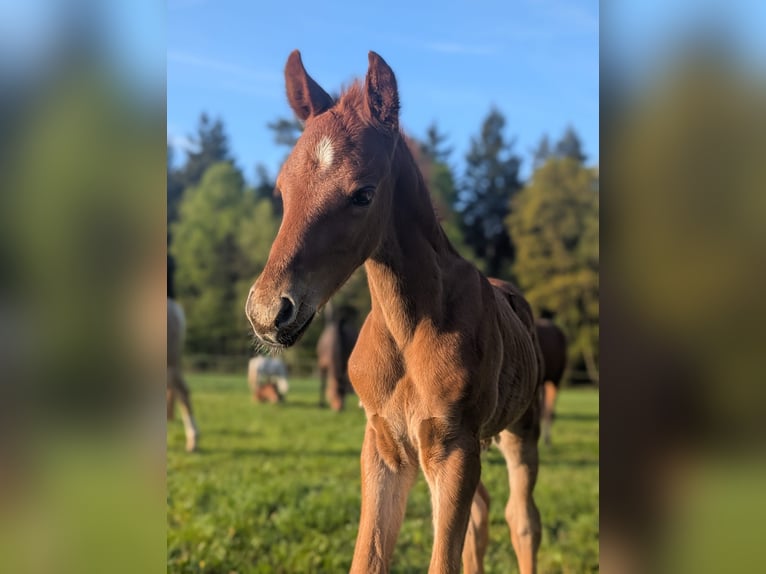 German Riding Pony Stallion  14,1 hh Chestnut-Red in Jesteburg