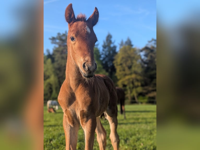 German Riding Pony Stallion  14,1 hh Chestnut-Red in Jesteburg