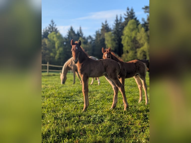 German Riding Pony Stallion  14,1 hh Chestnut-Red in Jesteburg