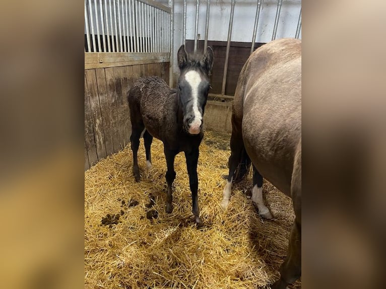 German Riding Pony Stallion  14,1 hh in Drackenstein