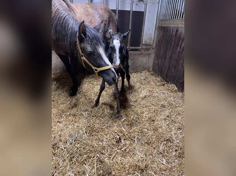 German Riding Pony Stallion  14,1 hh in Drackenstein