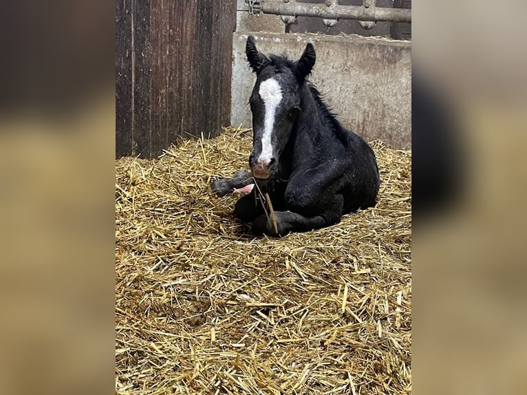 German Riding Pony Stallion  14,1 hh in Drackenstein