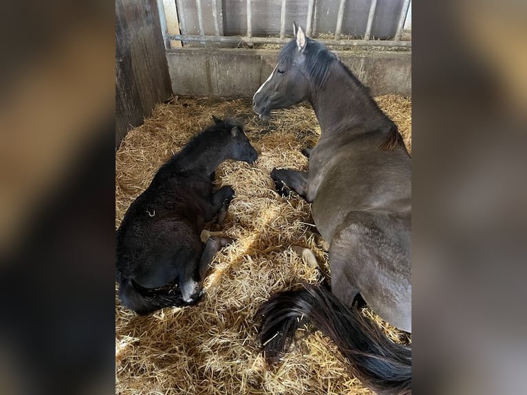 German Riding Pony Stallion  14,1 hh in Drackenstein