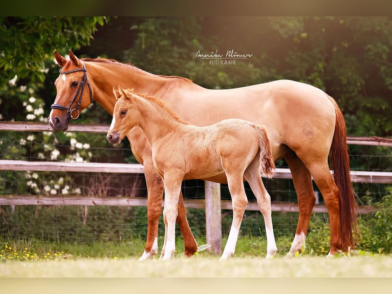 German Riding Pony Stallion  14,1 hh Dun in Grevenbroich