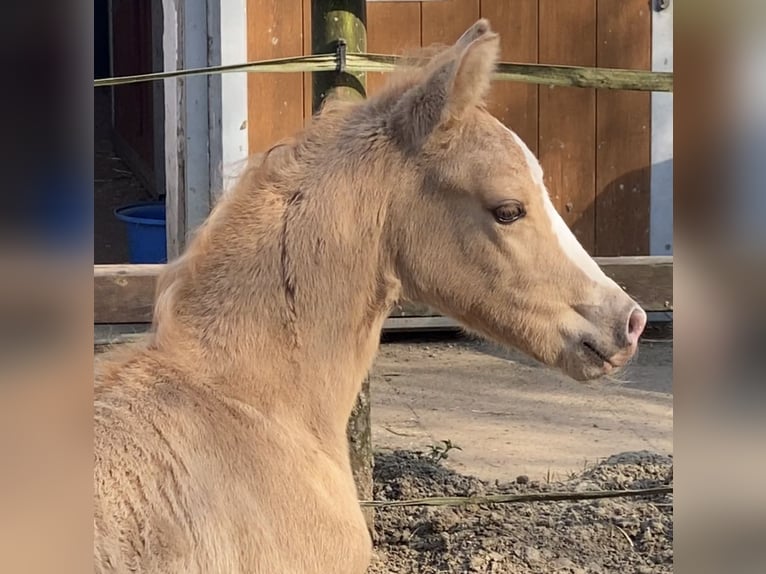 German Riding Pony Stallion  14,1 hh Palomino in Achim
