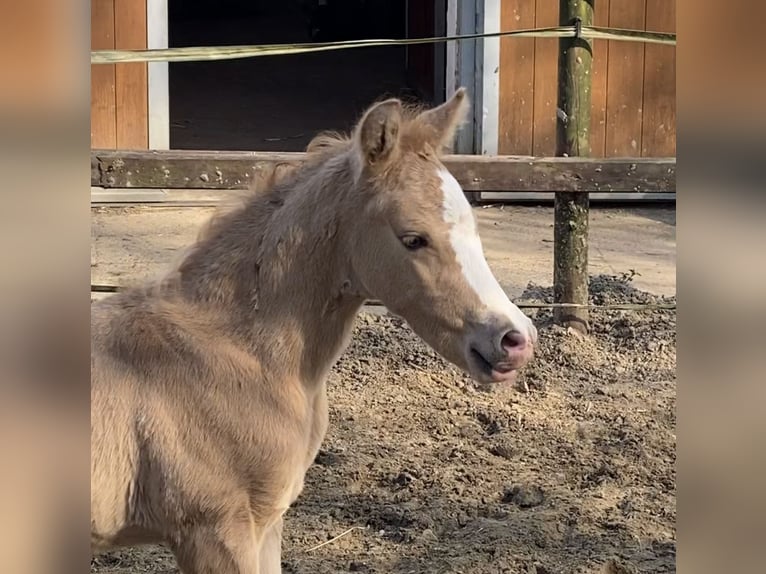 German Riding Pony Stallion  14,1 hh Palomino in Achim