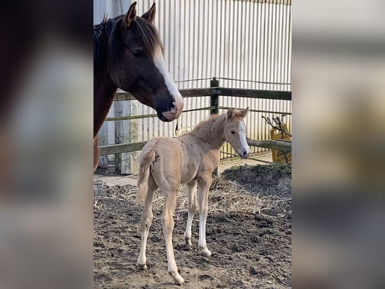 German Riding Pony Stallion  14,1 hh Palomino in Achim