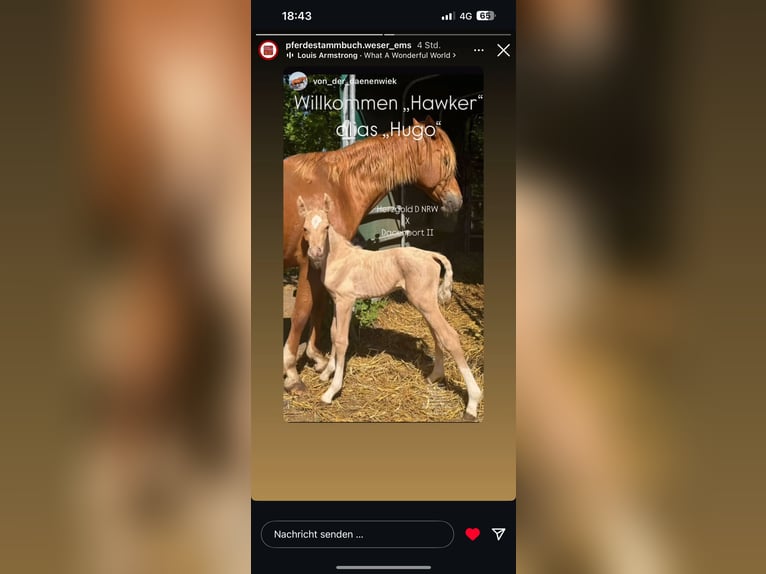 German Riding Pony Stallion  14,1 hh Palomino in Lubmin