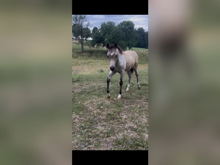 German Riding Pony Stallion  14,1 hh Roan-Bay in Harsdorf