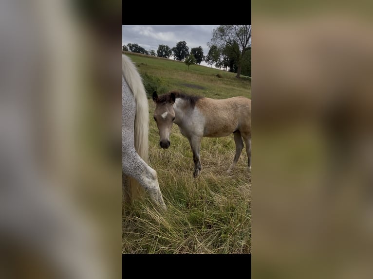 German Riding Pony Stallion  14,1 hh Roan-Bay in Harsdorf